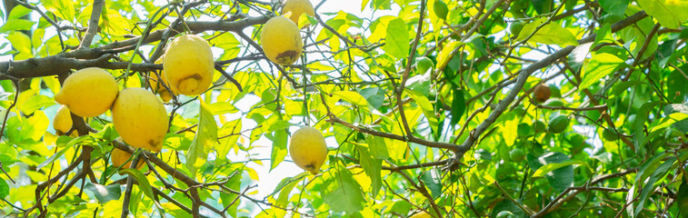 Lemon garden of Sorrento