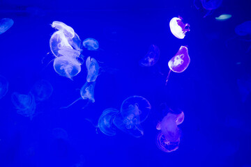 jellyfish at aquarium, dangerous animals
