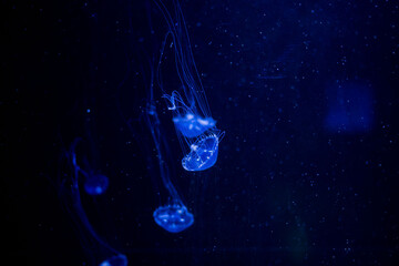 jellyfish at aquarium, dangerous animals
