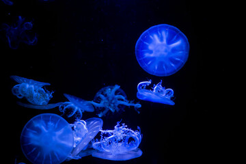 jellyfish at aquarium, dangerous animals
