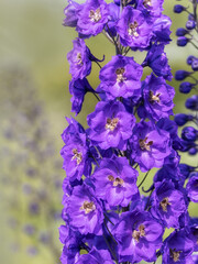 Closeup of flower spike of Delphinium 'Bruce' in a garden in summer