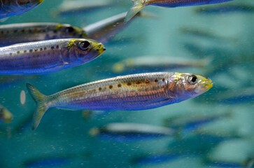Fototapeta premium イワシ