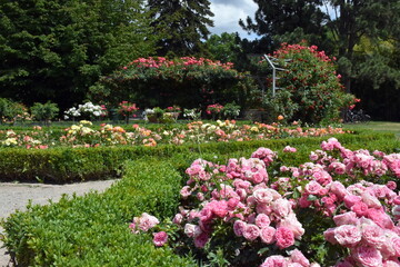 Blühende Rosen im Freiburger Stadtgarten