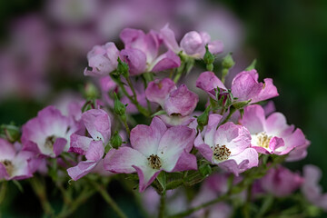 Spray of flowers of Rosa 'Ballerina' in a garden in summer