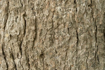 dry tree bark texture and background, nature concept