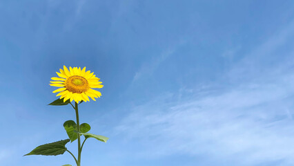 Fototapeta premium ひまわり1本と青空