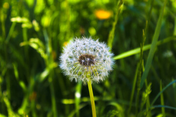 Ripe fluffy dandelion with blurred background