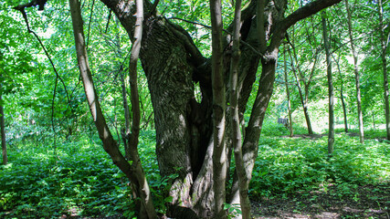 Tree after being struck by lightning