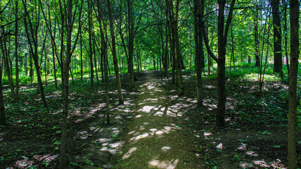 Obraz premium Path among the trees in the forest city park