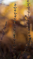 Macro de petites tiges de bruyères sauvages, aux pétales mauves.  Elles ont été photographiées pendant le coucher du soleil