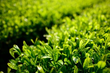 Early morning green tea fields in Jeju, South Korea