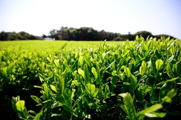 Fototapeta na wymiar Early morning green tea fields in Jeju, South Korea