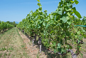 Fototapeta na wymiar A row of vines with very small grapes beginning to grow on them.