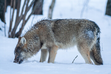Grey Wolf Canis lupus Between Trees in winter forest.