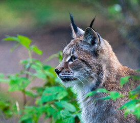 Fototapeta premium Portrait of a Eurasian lynx with greenish background