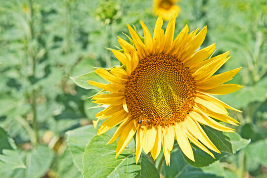 A small bee sits on a sunflower (helianthus) growing in a field.