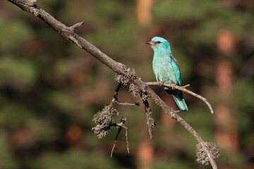 Colorful European roller Coracias garrulus on a branch.