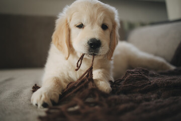 Golden Retriever puppy lies on a knitted blanket at home