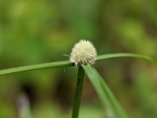 close up of a dandelion