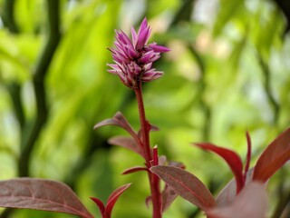 Close up of Celosia argentea, commonly known as the plumed cockscomb or silver cock's comb. This particular specie is the Celosia Argentea Intenz Dark Purple.