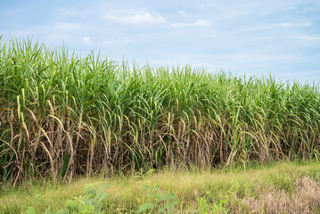 Agriculture sugarcane field farm with blue sky in sunny day background and copy space, Thailand. Sugar cane plant tree in countryside for food industry or renewable bioenergy power.