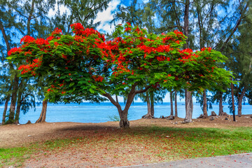 Flamboyant emblématique face au lagon de Saint-Leu, île de la Réunion 