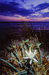 Lirio marino (Pancratium maritimum).Playa de Ses Covetas-Es Trenc. Campos.Mallorca....