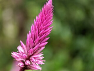 Close up of Celosia argentea, commonly known as the plumed cockscomb or silver cock's comb. This particular specie is the Celosia Argentea Intenz Dark Purple.