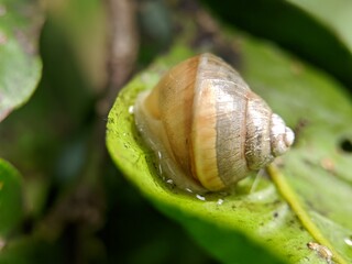 snail on a leaf