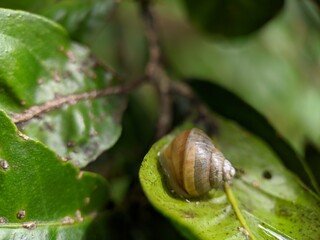 snail on a leaf