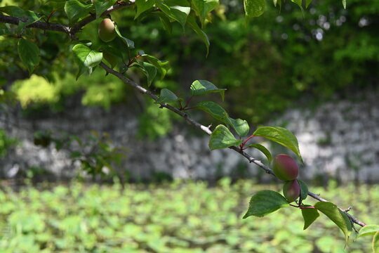 Green flowers along the road