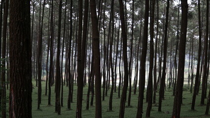 Obraz premium trees in the forest