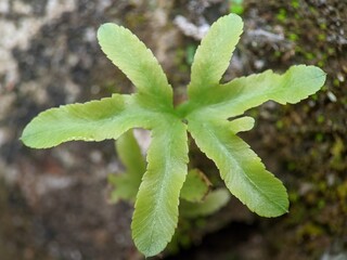 close up of a leaf