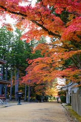 高野山（和歌山県伊都郡高野町）の紅葉