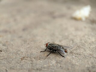 fly on leaf