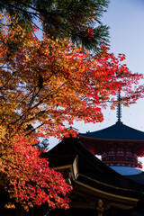 高野山（和歌山県伊都郡高野町）の紅葉