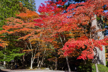 高野山（和歌山県伊都郡高野町）の紅葉