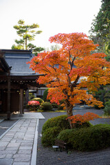 高野山（和歌山県伊都郡高野町）の紅葉