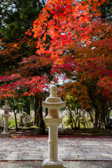 高野山（和歌山県伊都郡高野町）の紅葉