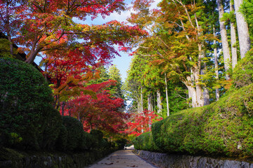 高野山（和歌山県伊都郡高野町）の紅葉