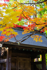 高野山（和歌山県伊都郡高野町）の紅葉