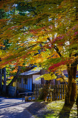 高野山（和歌山県伊都郡高野町）の紅葉