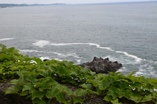 Along the road overlooking the sea