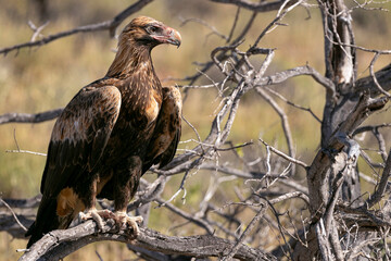 Great Australian Beauty, the Wedge-tailed Eagle