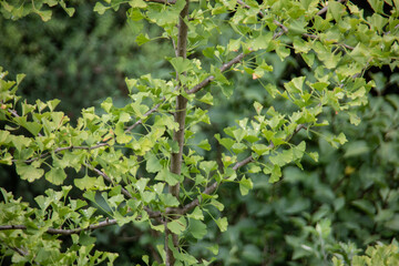 Fototapeta na wymiar Branches of the ginkgo tree