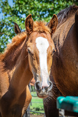 Obraz premium Caballo curioso