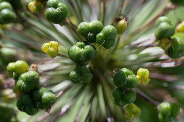 Macro of fruiting umbels of the onion Allium Giganteum flower with seeds in a garden
