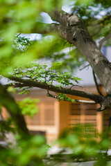 天野山金剛寺（大阪府河内長野市）の新緑