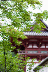 天野山金剛寺（大阪府河内長野市）の新緑