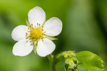 Macro shot of a wild strawberry (fragaria vesca) flower